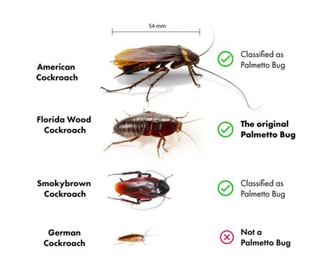 Palmetto Bug [Is it a COCKROACH?] | APB