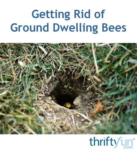 9 Bees nest removal ideas in 2021 | bees nest removal, ground bees ...