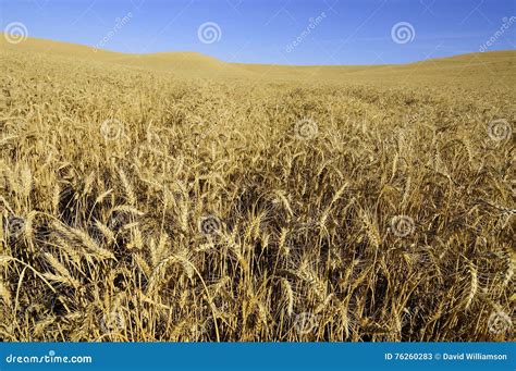 Wheat Ripe and Ready To Harvest Stock Image - Image of washington, palouse: 76260283