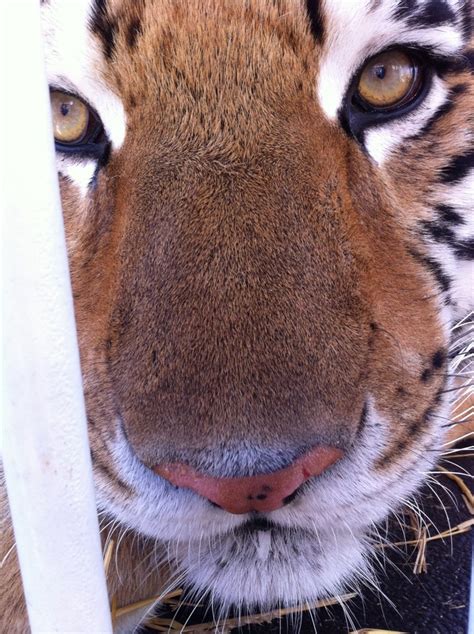 47 best Live Mascots: Mike the Tiger of LSU images on Pinterest | Lsu ...