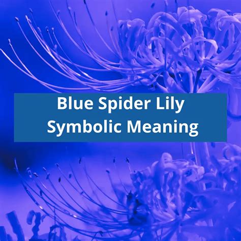 Blue Spider Lily Symbolic Meaning - Symbolic Meaning Of A Flower