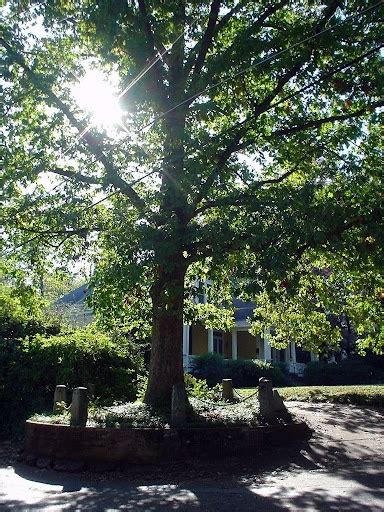 The Tree that Owns Itself - Athens, Georgia | Athens, Beautiful ...