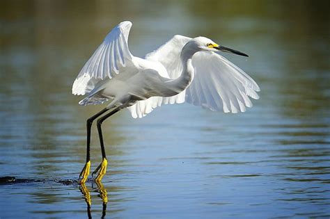 Great White Heron in flight at Mrazek Pond, Everglades | Bird watching ...