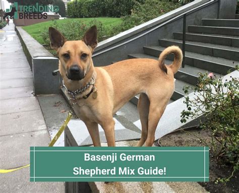 Basenji German Shepherd Mix Guide! (2022)