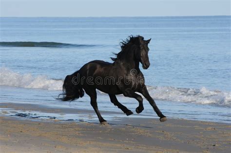 porta scatola di cartone carboidrato horses running on the beach ...