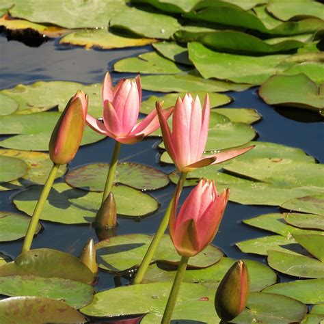 Waterlily Pond Water - Free photo on Pixabay - Pixabay