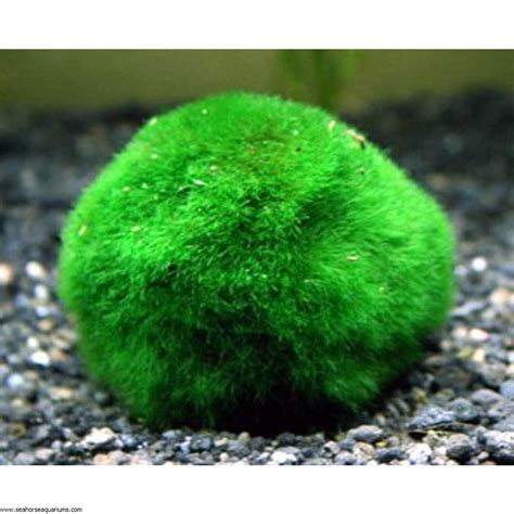 Rising japanese moss balls - Seahorse Aquariums Ltd