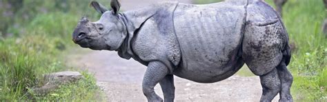 The Rhino Diet