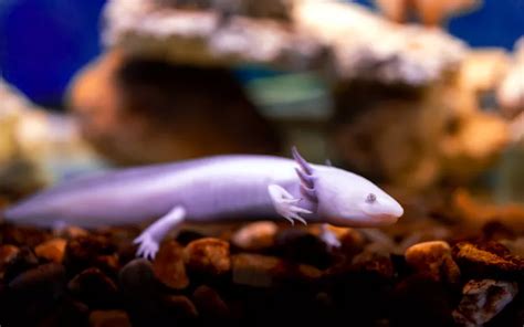 Axolotl Breeding Guide - How to Breed Axolotls? - AquariumNexus