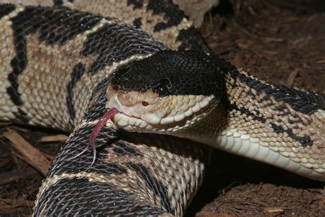 Venomous Snakes Of The Amazon Basin - WorldAtlas