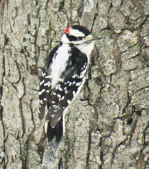 Can You Identify a Red-Headed Woodpecker? – Oakland County Blog