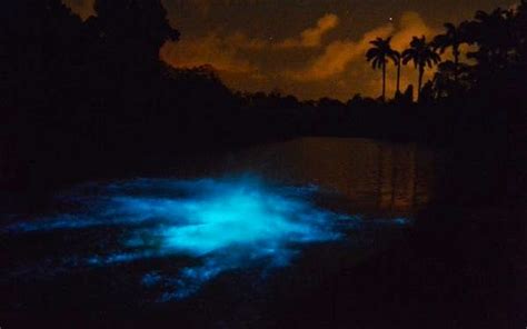 Ortoire River in Trinidad and Tobago glows – Repeating Islands