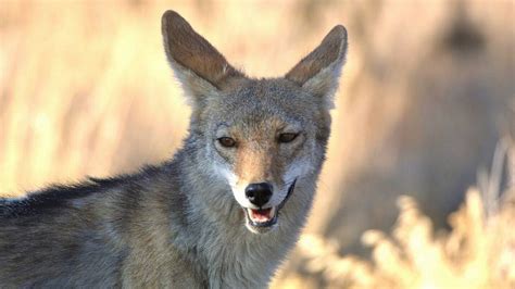 What is a zombie coyote? Florida area wants answer | Miami Herald