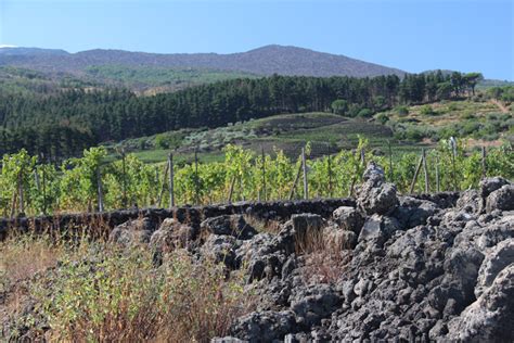 The Volcanic Wines of Etna — La Dolce Vita Wine Tours