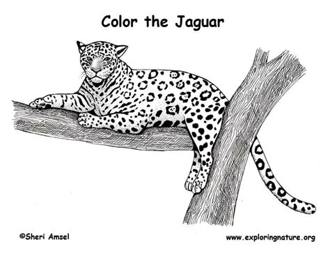 Coloring Pages Of Jaguar Coloring Pages