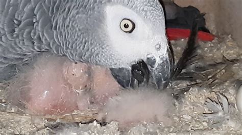 African Grey Parrot Breeding