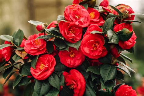 Can Camellias Grow In Full Shade?