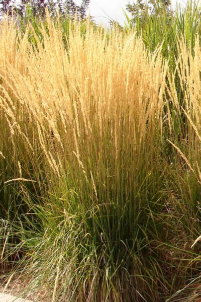 Ornamental Grass Care - Why And How To Prune Back In The Winter