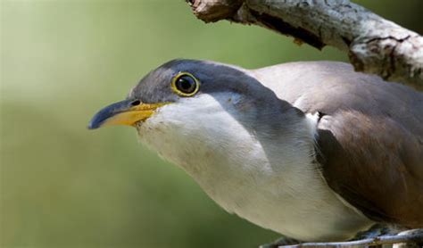 Critical habitat proposed for Western Yellow-billed Cuckoo | Audubon ...