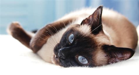 9 Cat Breeds With Beautiful Blue Eyes - Cats.com