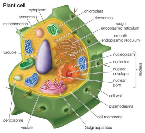 Learn About Plant Cell Types and How They're Like Animal Cells | Plant cell, Plant cell ...