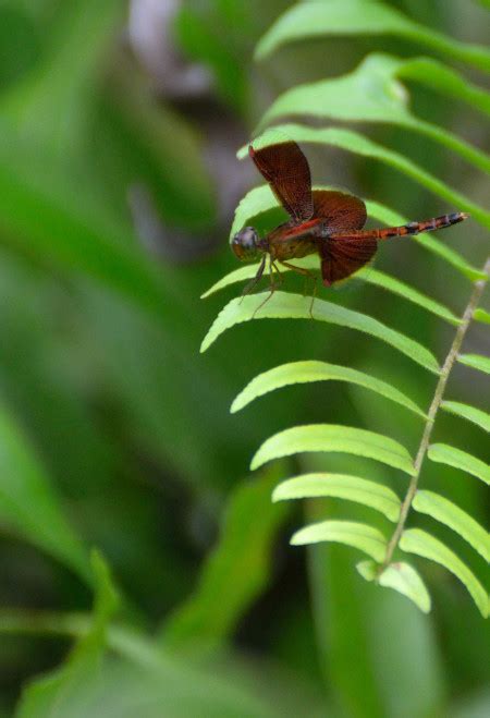 Understanding Biodiversity with Odonata Species - Sateri