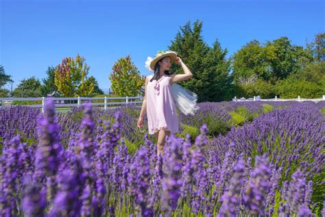 The Most Beautiful Sequim Lavender Farms to Visit This Summer