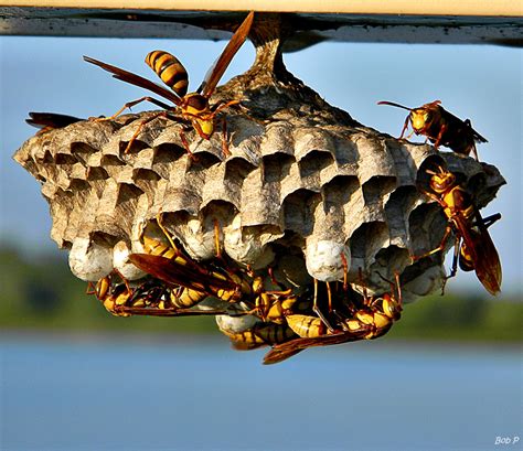 Paper Wasp nest | Texas Apiary Inspection Service (TAIS)