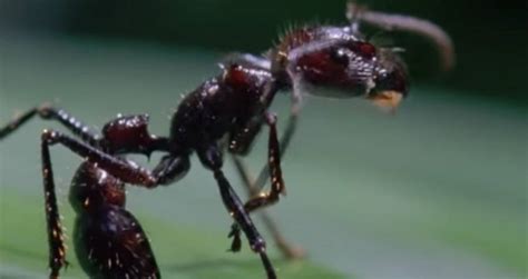 Zombie Ants And The Ophiocordyceps Fungus That Creates Them [Video]