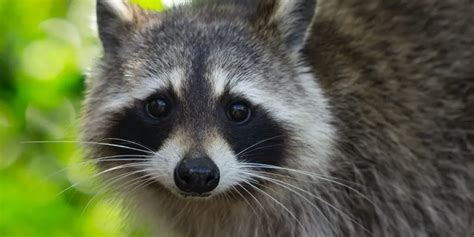 What To Do If A Raccoon Bites You? (Best Treatment)