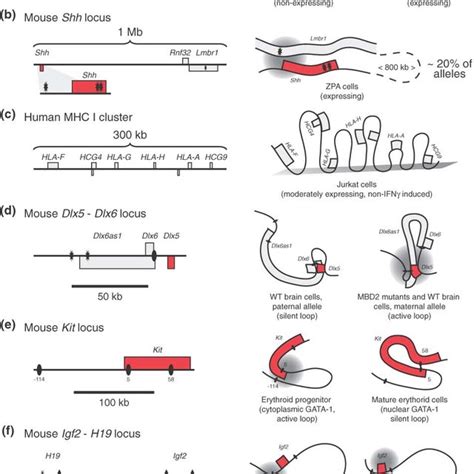 (PDF) Chromatin looping and organization at developmentally regulated gene loci