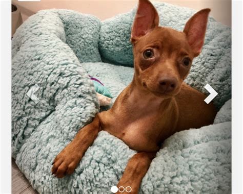 Miniature Pinscher Puppies For Sale | Brooklyn, NY #302229