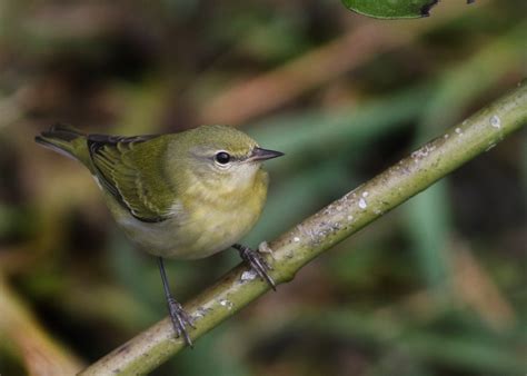 Bird of the Day: Tennessee Warbler — Home