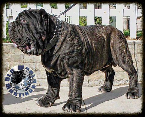 Pedigree Dogs Exposed - The Blog: The American Molossus