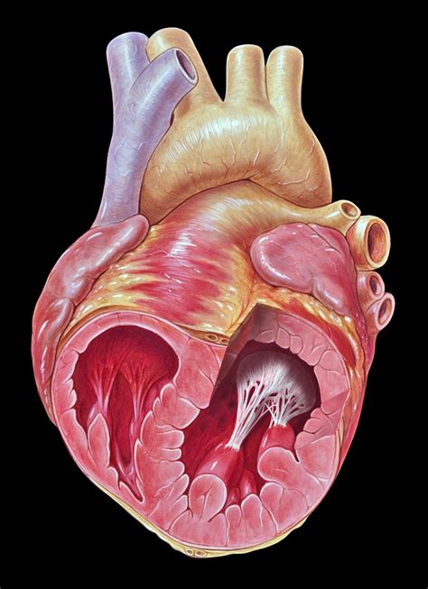 Papillary Muscle – Overview Of Its Anatomy And Functions