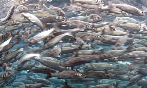 Explore the Mexican Sardine Run (and watch Striped Marlins too) - Dive O'Clock!