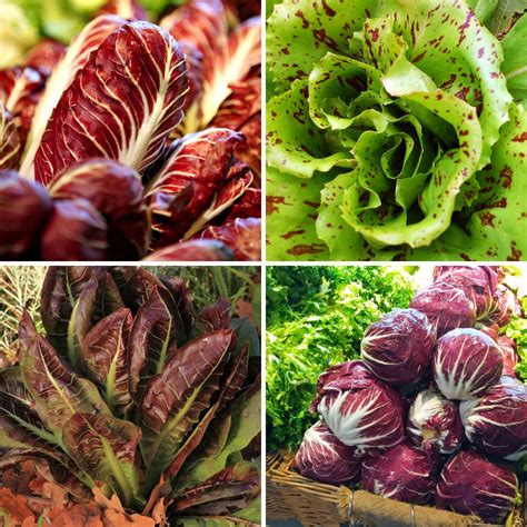 Growing Radicchio as a Perennial Vegetable - GardensAll