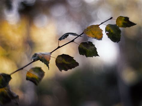 Autumn in the wind. on Behance