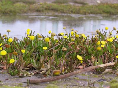 Riparian Plants - victorianflora