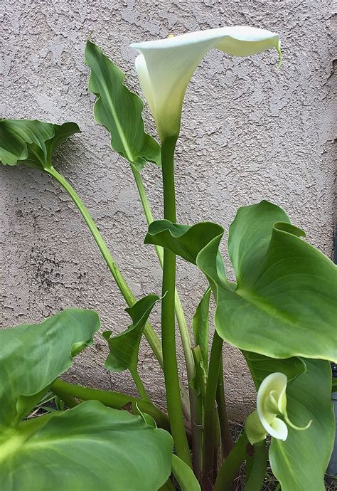 Calla Lily | Plant leaves, Calla lily, Plants