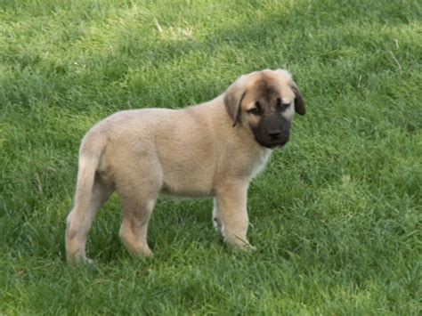 Kangal Dog Puppy