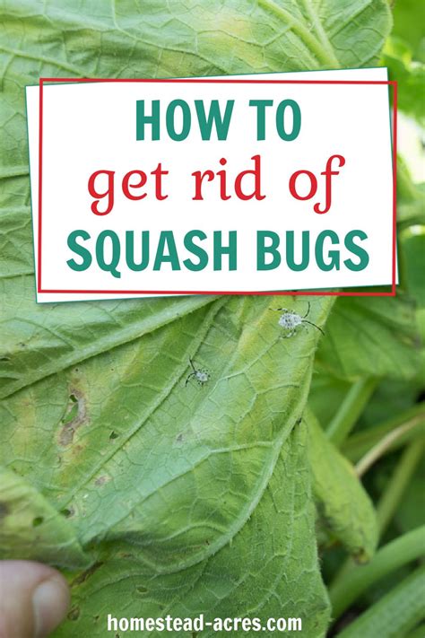 +21 How To Get Rid Of Squash Bugs Eggs 2022