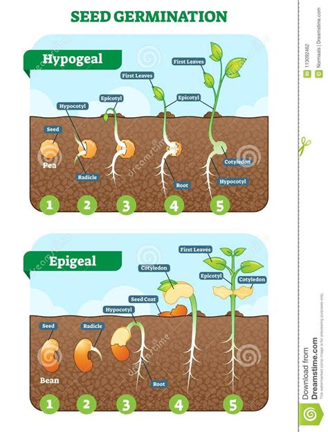 Seed Germination Cross Section Vector Illustration in Stages. Hypogeal and Epigeal Types. Stock ...