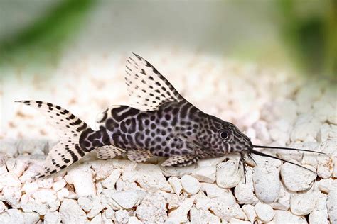 Featherfin Catfish (Synodontis Euptera): Ultimate Care Guide - Fish ...