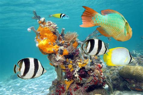 Vibrant Colors of Marine Life Stock Image - Image of ecosystem, animal: 32192537