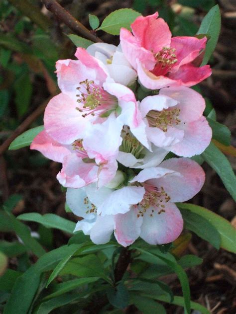 22 of the Best Plants You Can Use for Hedges | Flowering quince, Plants, Cool plants