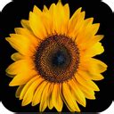 برنامه Sunflower Wallpaper 4K - دانلود | بازار
