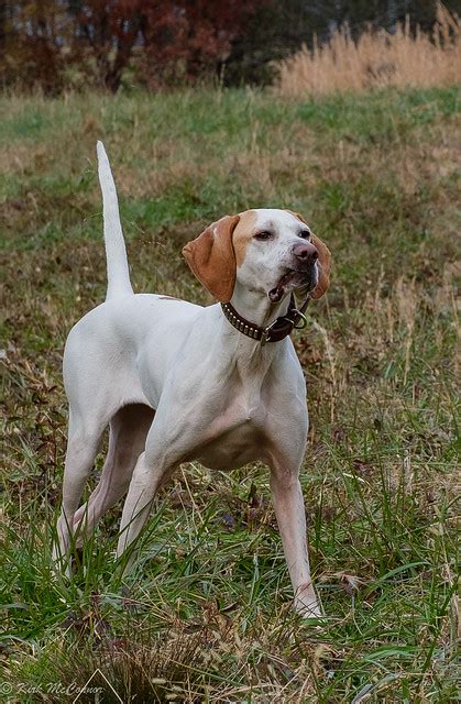 Pointer Pictures and Informations - Dog-Breeds.com