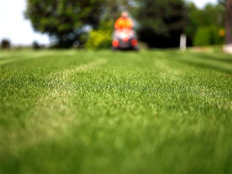 The Benefits of Lawn Aeration: Unlocking Your Lawn's Full Potential — Terra Lawn Care Specialists