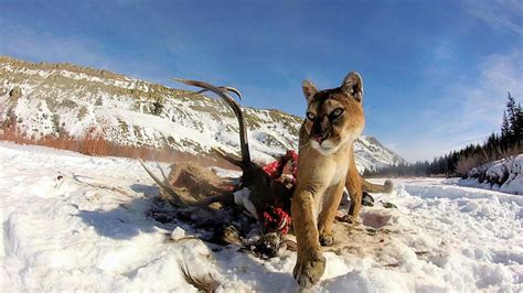 ‘Garden to Hunt’: Panthera Study Shows Pumas Utilize Sly Strategy of ...